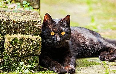 暴雪将公布《暗黑破坏神》新消息 是暗黑4发售日？